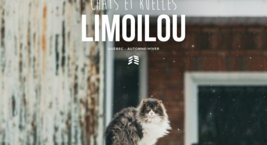 <em>Chats et ruelles Limoilou</em>, prise deux - Viviane Asselin