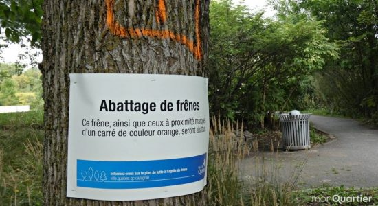 Agrile du frêne: une soixantaine d'arbres abattus le long de la Saint-Charles - Julie Rheaume