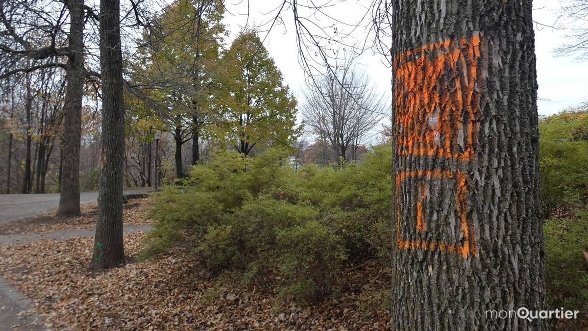Canopée : des milliers d'arbres pourraient verdir Québec | 17 novembre 2021 | Article par Viktoria Miojevic