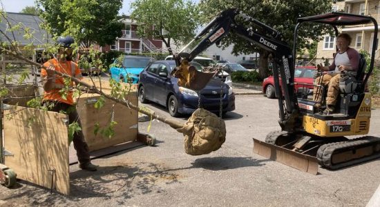 Emprises – espaces urbains : déjà plus de 100 arbres plantés dans Limoilou - Anne Charlotte Gillain
